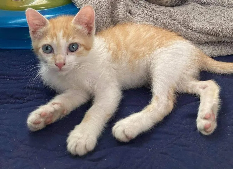 Tom Tom Cream Puff thumbnail 4