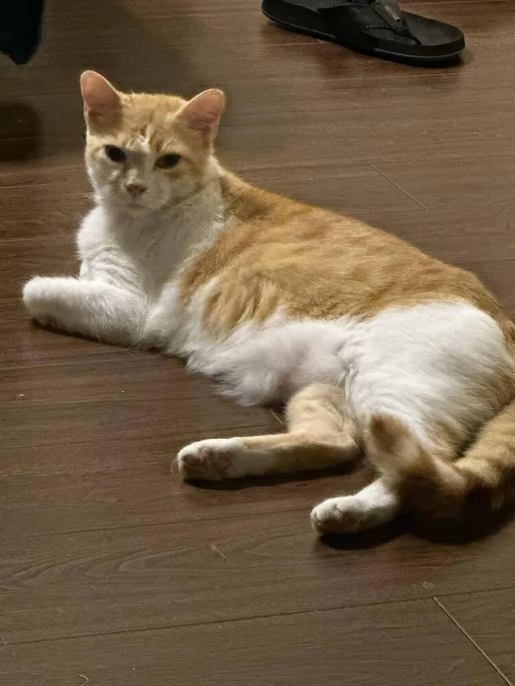 Tom Tom Cream Puff thumbnail 5