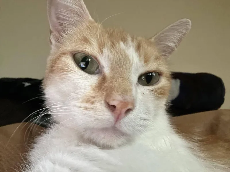 Tom Tom Cream Puff thumbnail 6