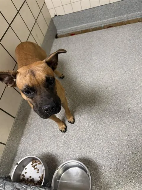 A young large-sized female Black Mouth Cur dog named Peppa for adoption in Pasadena, TX