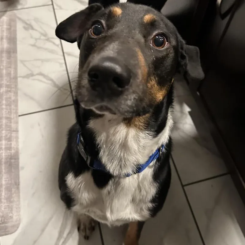 Sharky Hsldd thumbnail 2