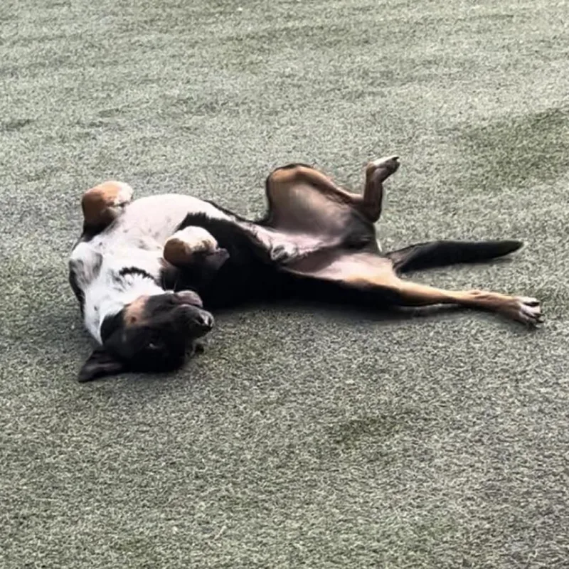 Sharky Hsldd thumbnail 3