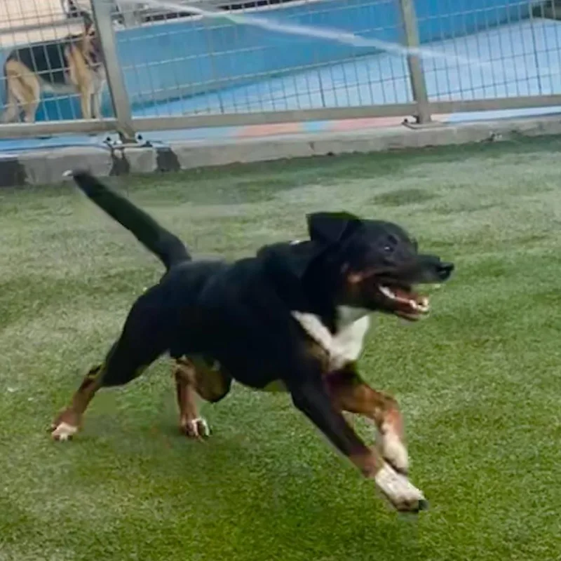 Sharky Hsldd thumbnail 4