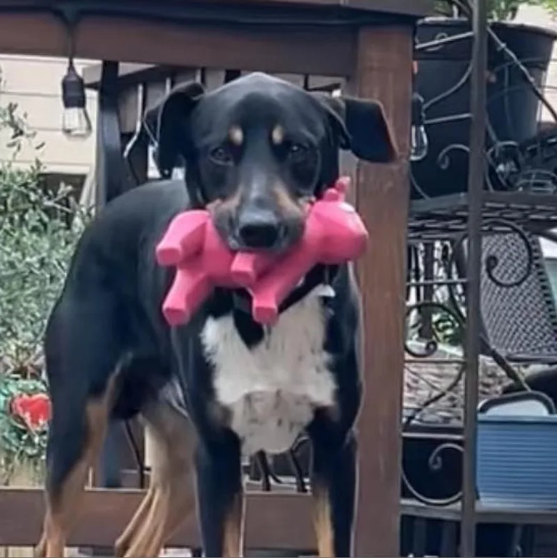 Sharky Hsldd thumbnail 5