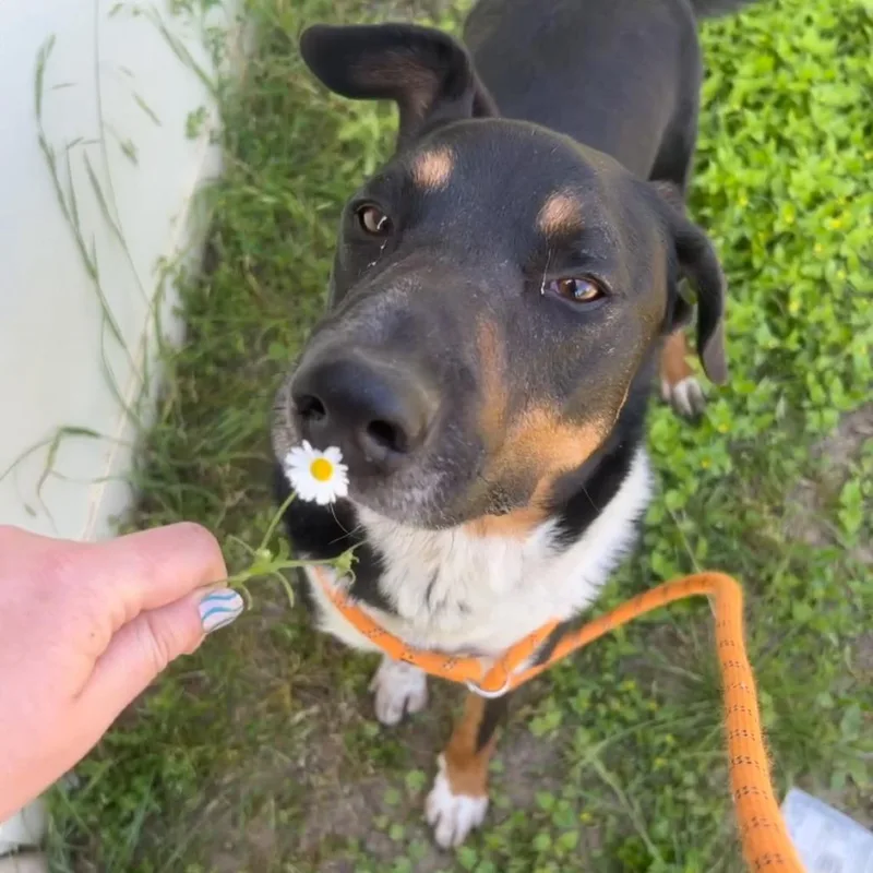 Sharky Hsldd thumbnail 6