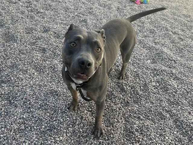 An adult large-sized female Pit Bull Terrier dog named Nika for adoption in Mesa, AZ