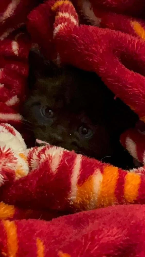 A baby small-sized male Black Domestic Short Hair cat named Monty Ne. for adoption in Peoria, IL