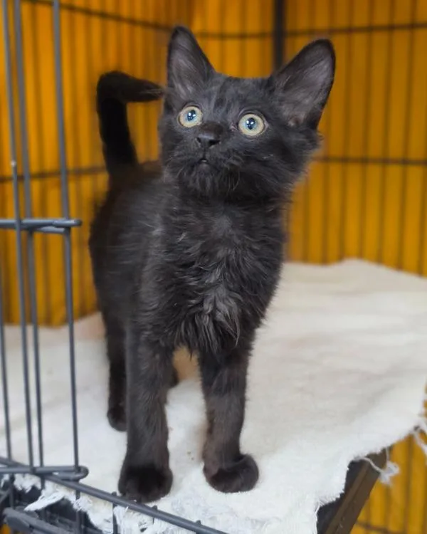 A baby small-sized male Domestic Medium Hair cat named Feather for adoption in Novato, CA