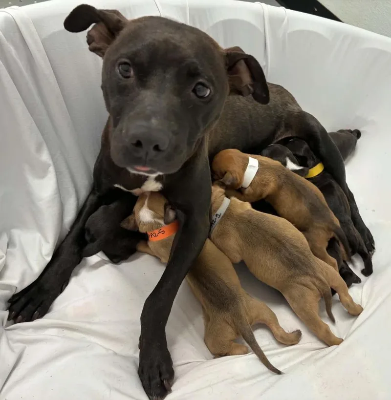 A young medium-sized female Patterdale Terrier / Fell Terrier dog named Sequoia for adoption in Warren, MI
