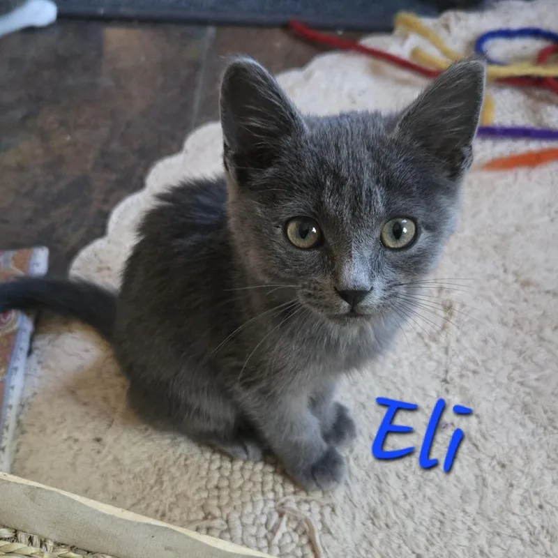 A baby small-sized male Domestic Short Hair cat named Eli for adoption in Prescott, AZ
