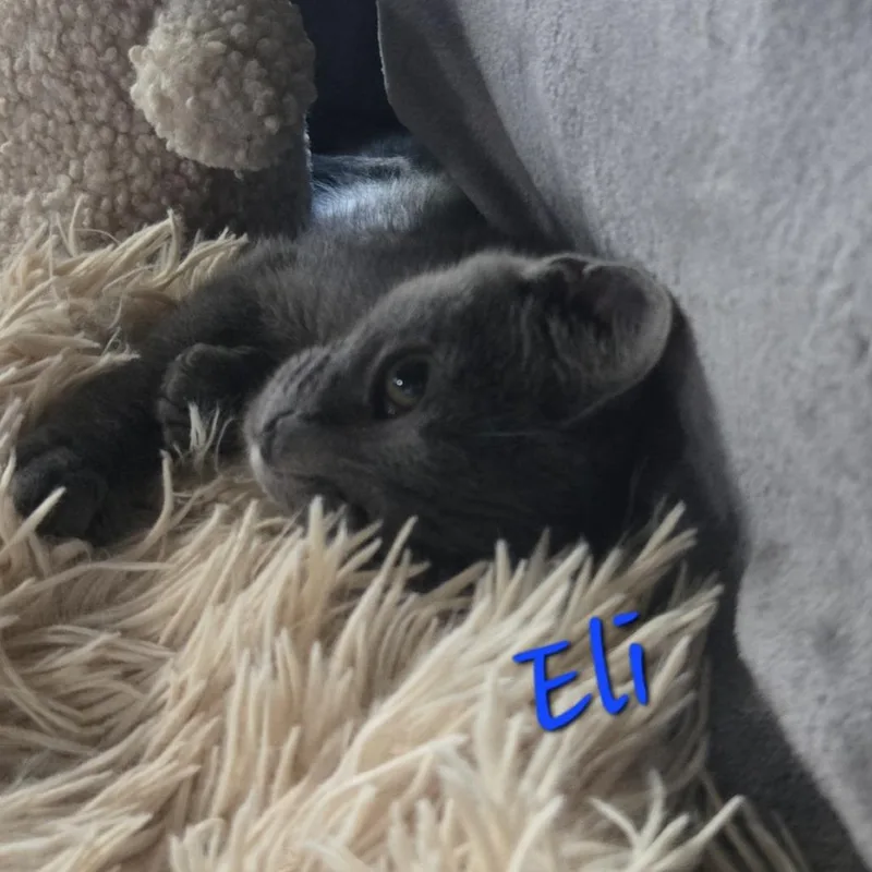 Eli thumbnail 2