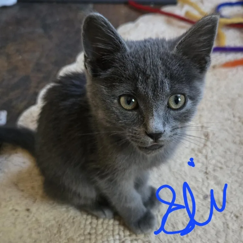 Eli thumbnail 3