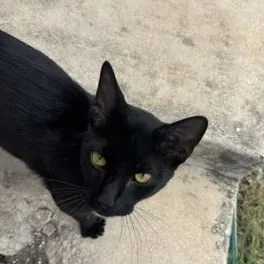 An adult medium-sized male Black Domestic Short Hair cat named Midnight for adoption in Converse, TX