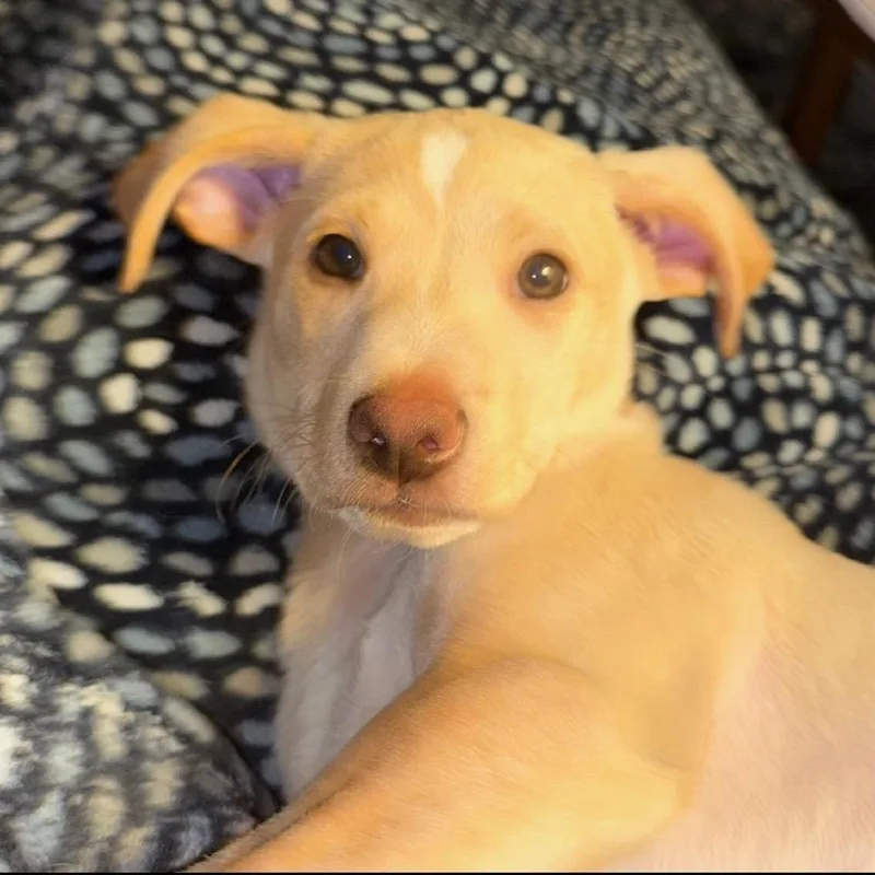 A baby medium-sized male White / Cream Cattle Dog dog named Quail for adoption in Portland, OR