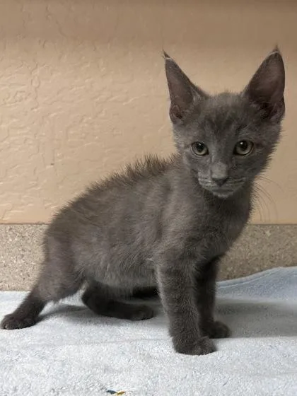 A young small-sized male Domestic Short Hair cat named Tarzan for adoption in Phoenix, AZ