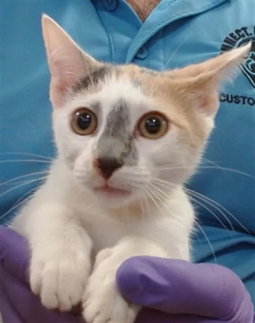 A baby small-sized female Domestic Short Hair cat named Piper for adoption in Miami, FL