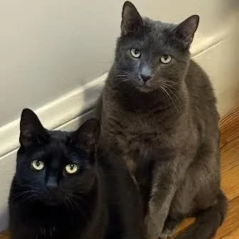 An adult medium-sized male Russian Blue cat named Goblin Andgremlin for adoption in Marblehead, MA
