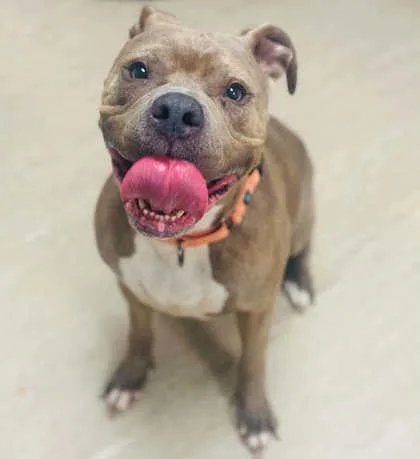An adult large-sized female Mixed Breed dog named Maylee for adoption in West Chester, PA