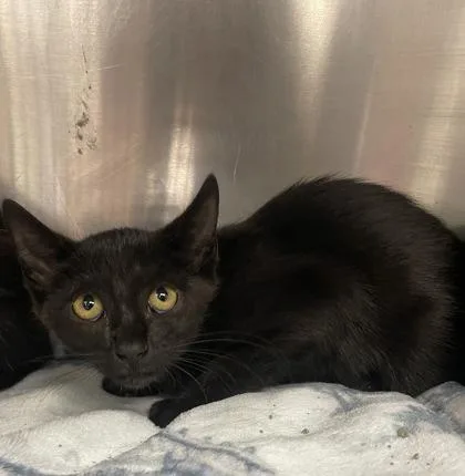 A baby small-sized female Domestic Short Hair cat named Dutchess for adoption in Houston, TX