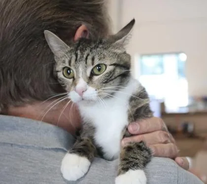 An adult large-sized female Domestic Short Hair cat named Tulips for adoption in Brunswick, GA