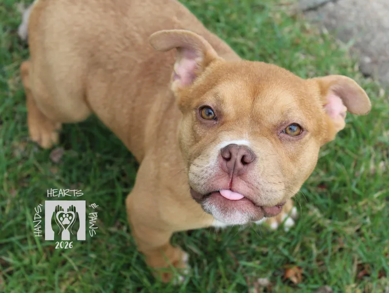 A baby medium-sized female Red / Chestnut / Orange French Bulldog dog named Peppa for adoption in Omaha, NE