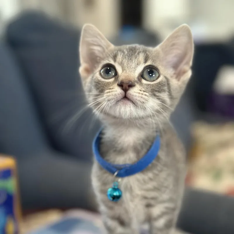 A baby small-sized male Gray / Blue / Silver Domestic Short Hair cat named Scotland for adoption in Charlotte, NC
