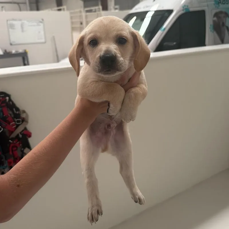 A baby medium-sized male Labrador Retriever dog named Bean for adoption in Chicago, IL