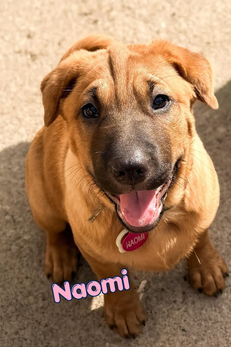 A baby large-sized female Shar-Pei dog named Naomi for adoption in Branson, MO