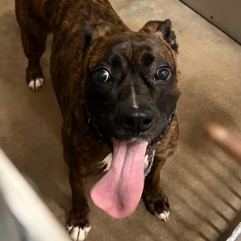 An adult medium-sized male Brindle Boxer dog named Rockstar for adoption in Lake Jackson, TX