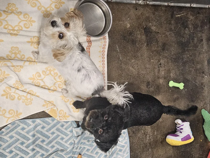 An adult small-sized male Tricolor (Brown, Black, & White) Chorkie dog named Zeb And Zena for adoption in Kalamazoo, MI