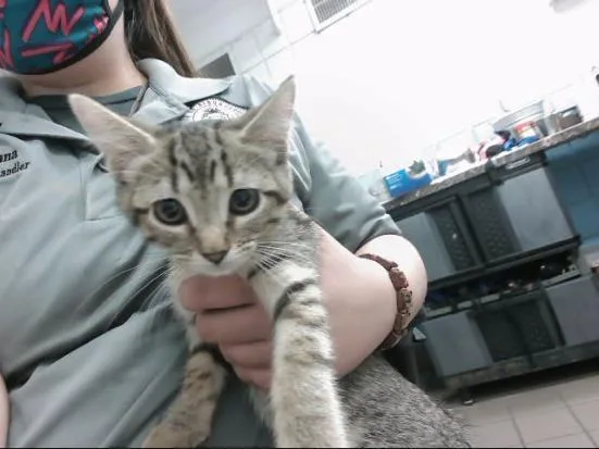 An adult small-sized female Domestic Short Hair cat named Penny for adoption in Albuquerque, NM