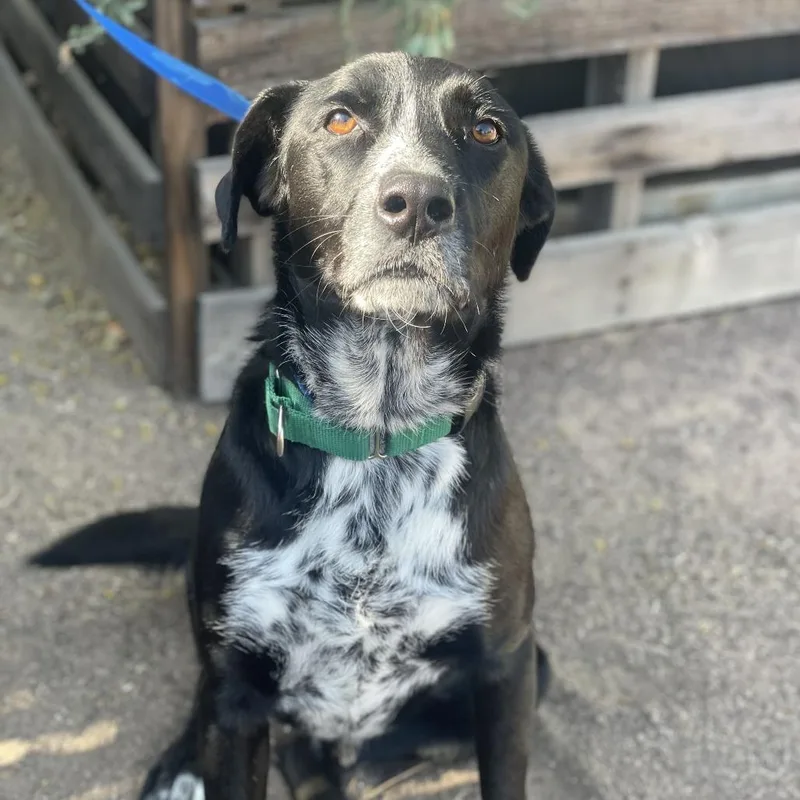 An adult large-sized male Black Cattle Dog dog named Denver for adoption in Riverside, CA