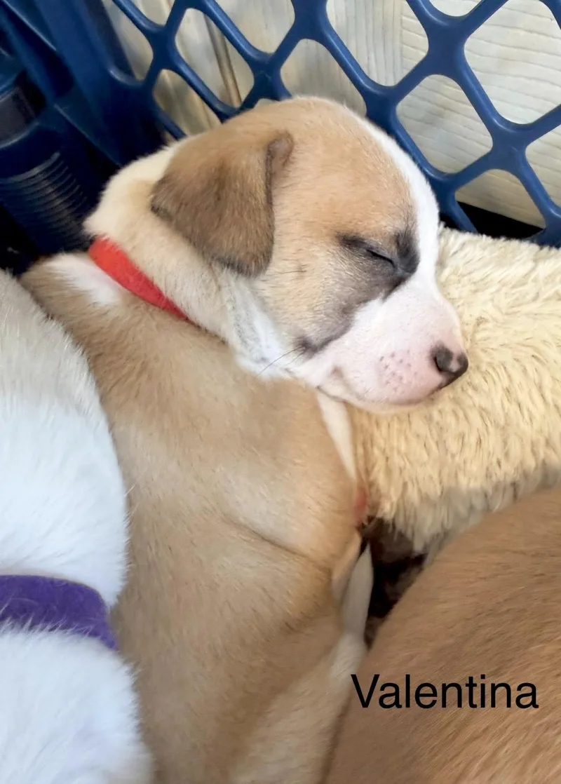 Valentina thumbnail 2