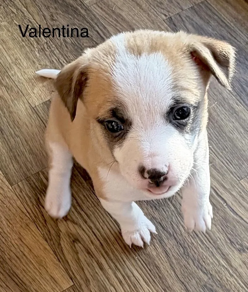 Valentina thumbnail 4