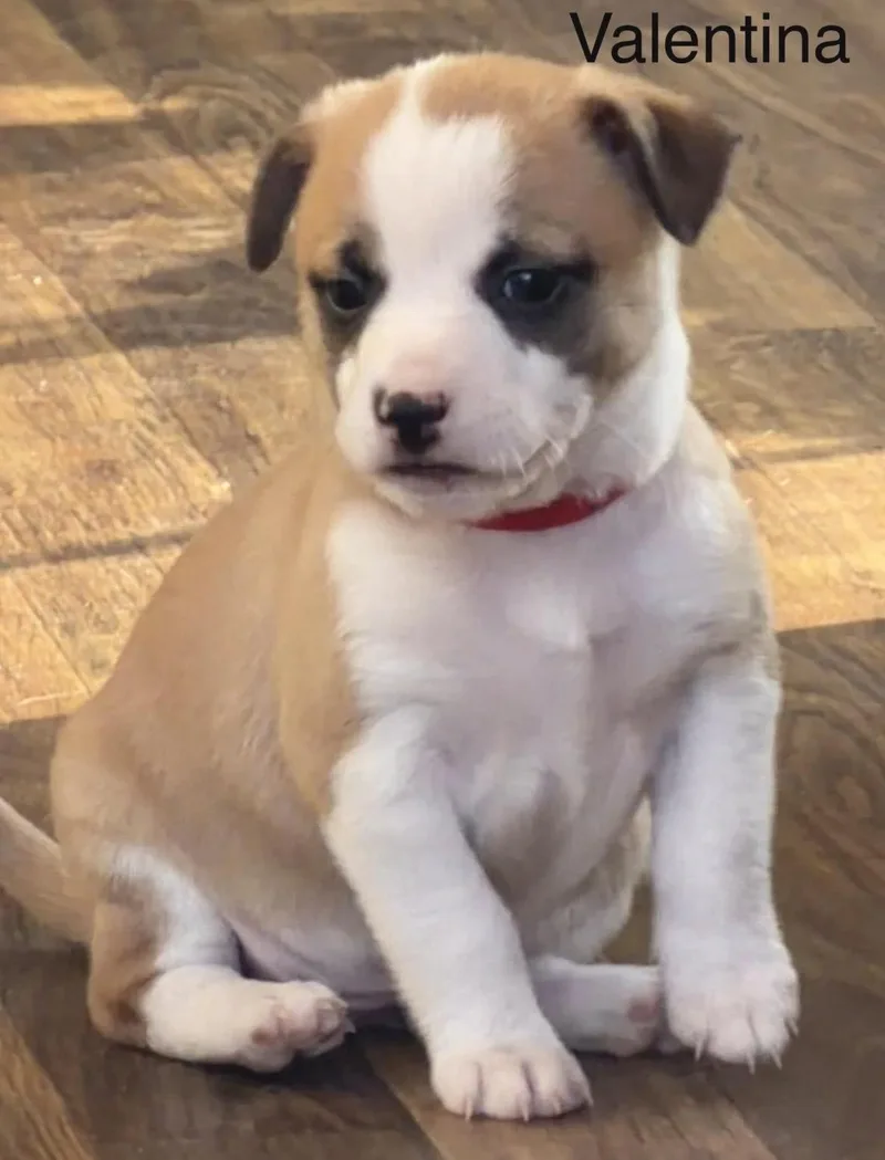 Valentina thumbnail 5