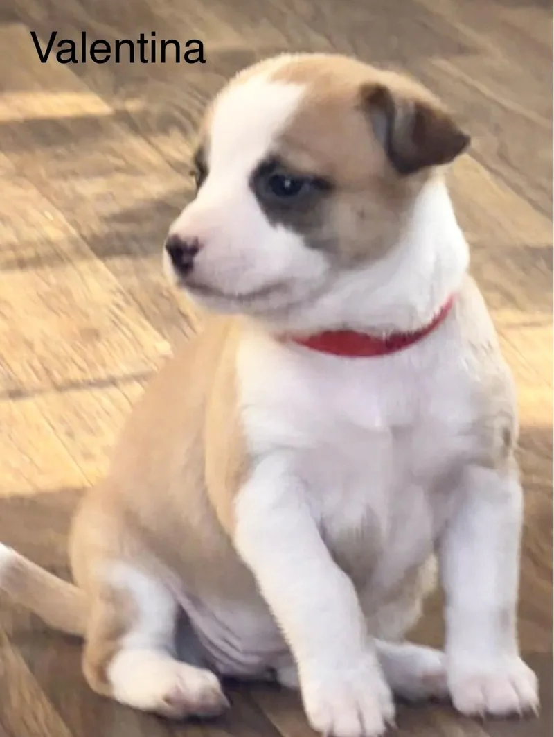 Valentina thumbnail 6