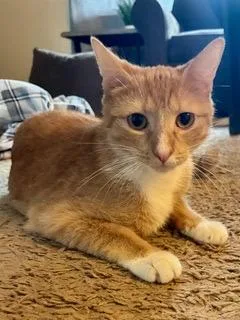 A young large-sized female Domestic Short Hair cat named Rocket & Juniper for adoption in Hudson, NY