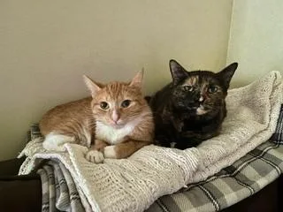 Rocket & Juniper thumbnail 2