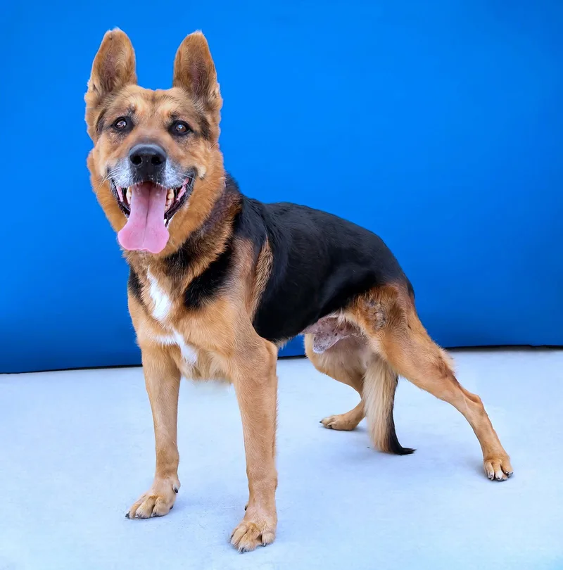Maximus