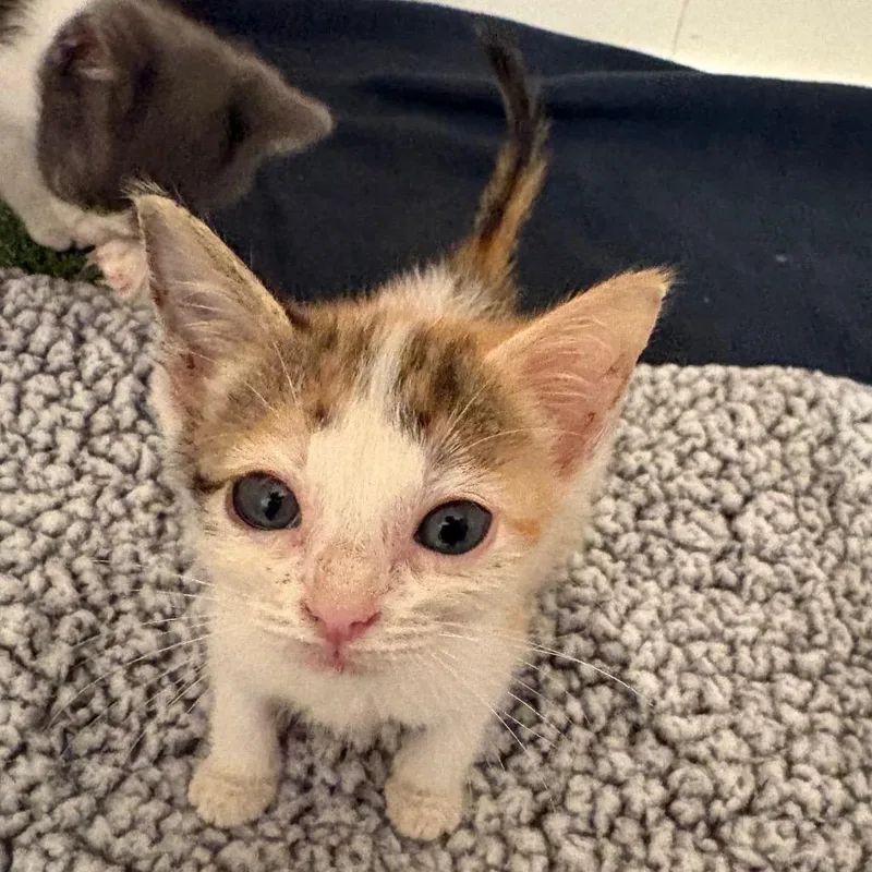 A baby small-sized female Calico Domestic Short Hair cat named Willow RosenbergCA for adoption in Tallahassee, FL