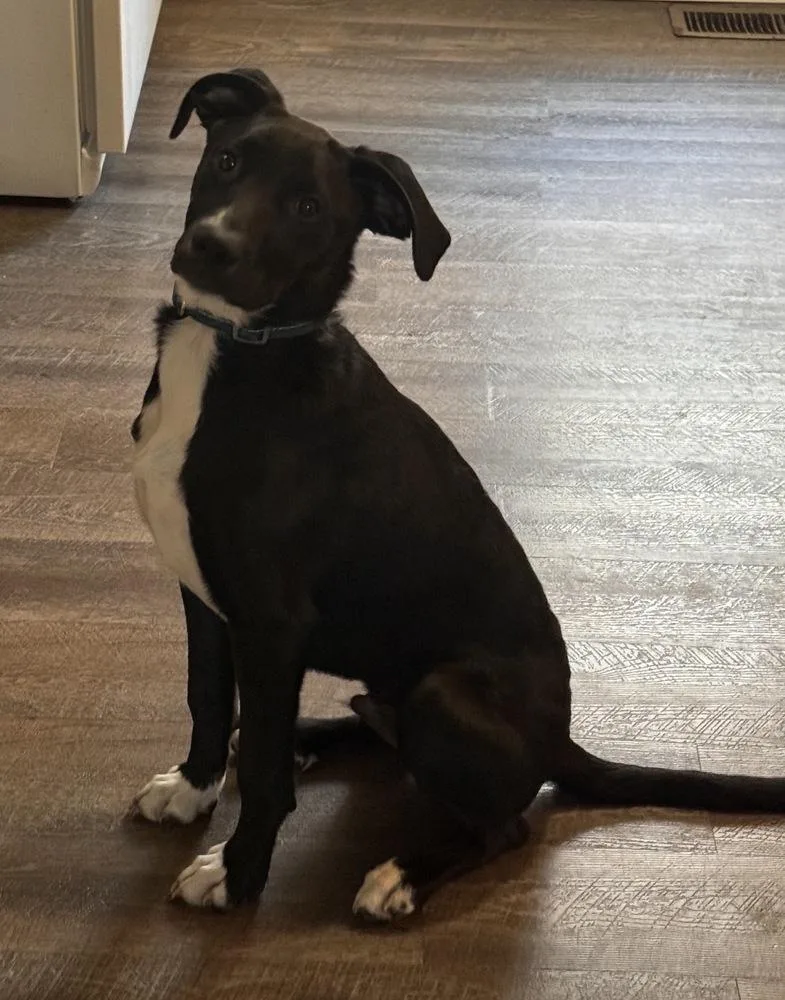 A baby medium-sized male Tricolor (Brown, Black, & White) Labrador Retriever dog named Rocket for adoption in South Bend, IN