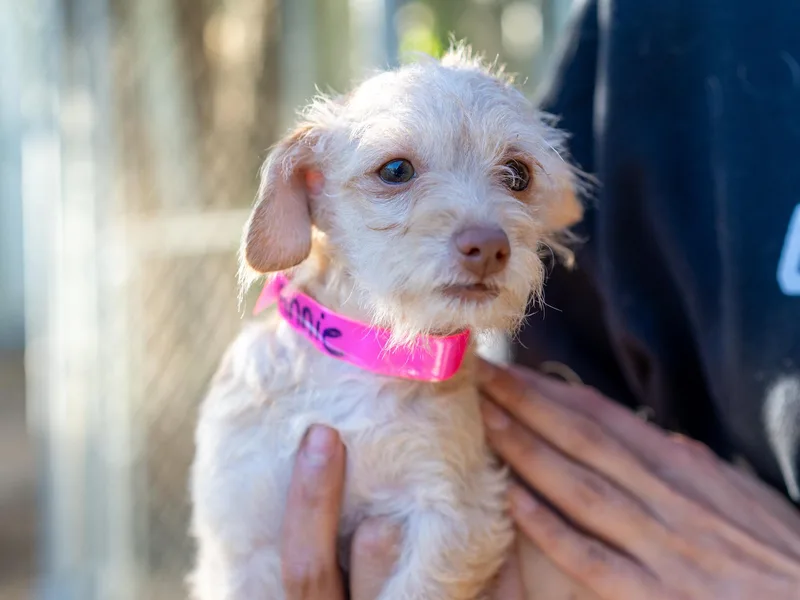 A baby small-sized female Terrier dog named Baby Annie for adoption in Fresno, CA