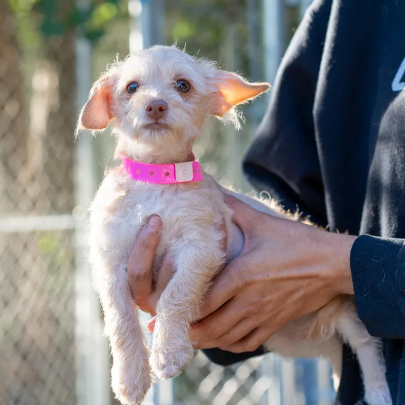 Baby Annie thumbnail 4