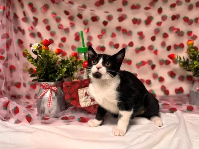 A baby small-sized female Domestic Short Hair cat named Ivy for adoption in Fairfield, CA