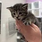 A young small-sized male Brown / Chocolate Domestic Short Hair cat named Dale Earnhardt Jr for adoption in Cedar Rapids, IA