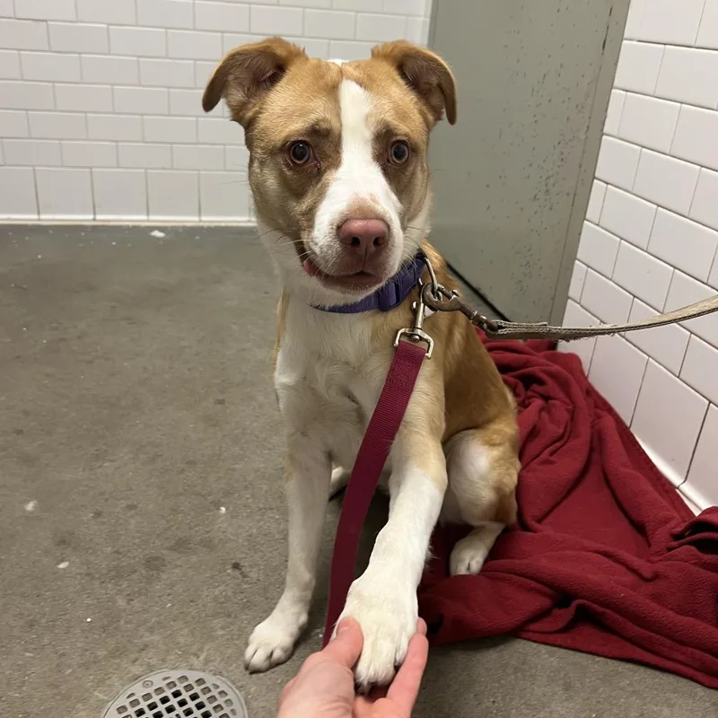 An adult medium-sized male Yellow / Tan / Blond / Fawn Mixed Breed dog named Zacharia for adoption in Pittsburgh, PA