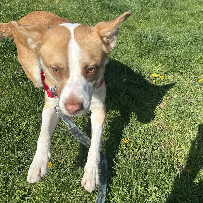 Zacharia thumbnail 5