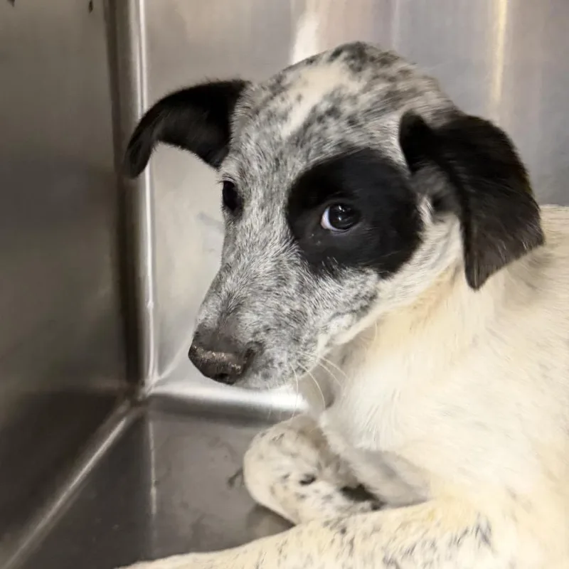 A baby medium-sized female Mixed Breed dog named Lady for adoption in Midland, TX