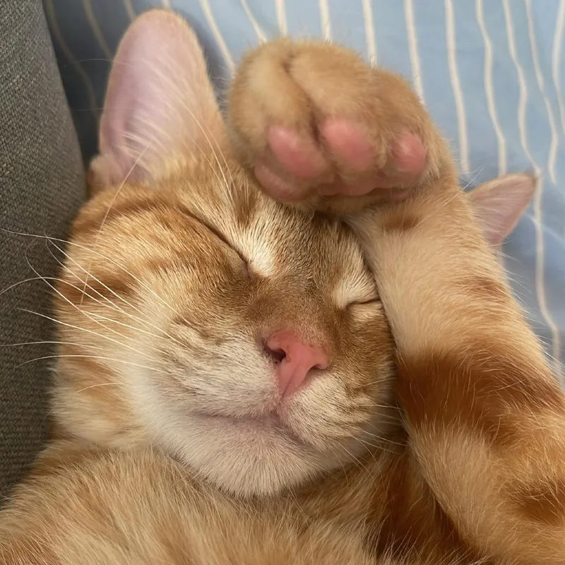 A young large-sized male Orange / Red Domestic Short Hair cat named Ziggy for adoption in Austin, TX