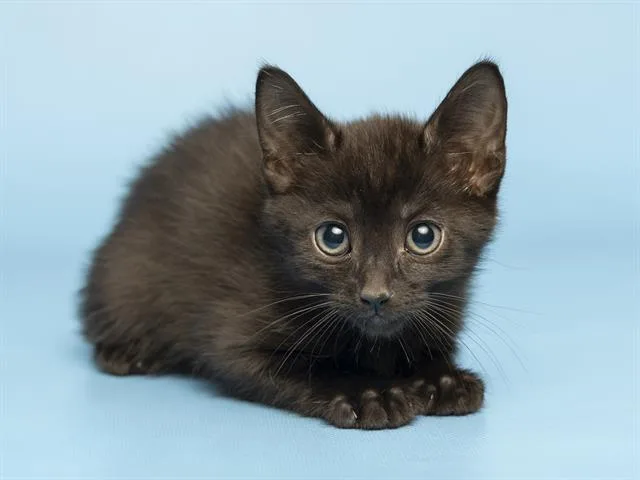A baby small-sized male Domestic Short Hair cat named Robbie for adoption in Phoenix, AZ